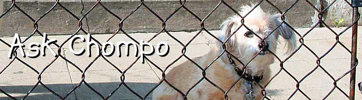 Chompo: The One-Eyed Dog